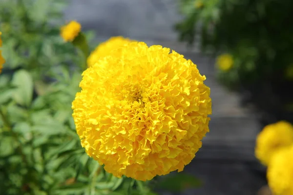 Leuchtende Ringelblumen Garten — Stockfoto