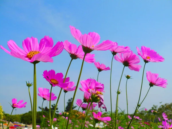 Bahçede açan güzel pembe kozmos çiçekleri