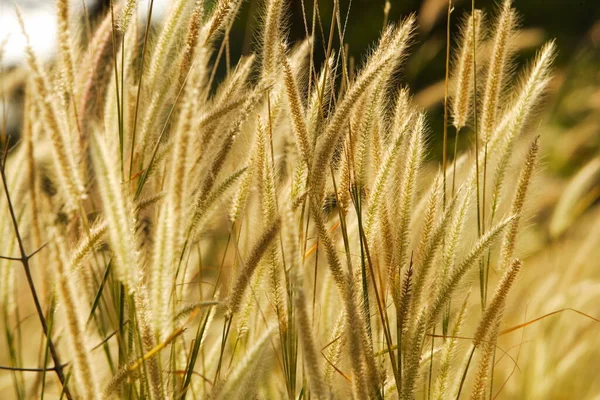 Close Gras Bloemen Zonsondergang Achtergrond — Stockfoto