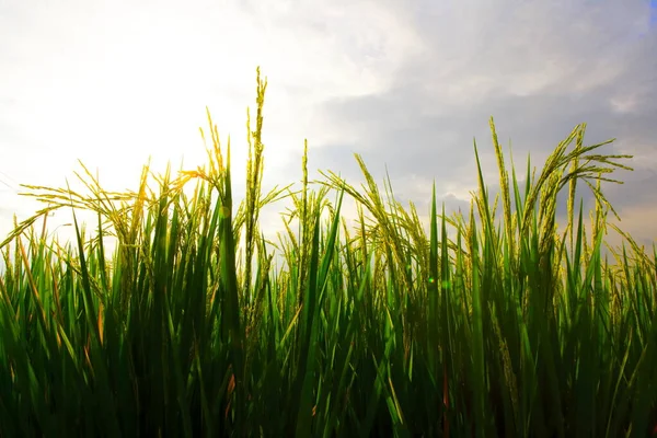 Reisstiele Einem Weiten Feld — Stockfoto