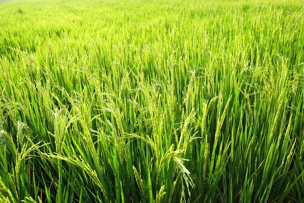 Рисовые Стебли Широком Поле — стоковое фото
