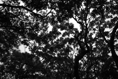 Ağacın tepesinde siyah beyaz, karınca bakışı.