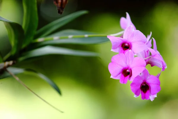 Primer Plano Orquídea Rosa Con Fondo Borroso — Foto de Stock