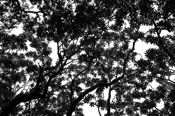 Μαύρο Και Άσπρο Στην Κορυφή Του Δέντρου Θέα Στα Μάτια — Φωτογραφία Αρχείου