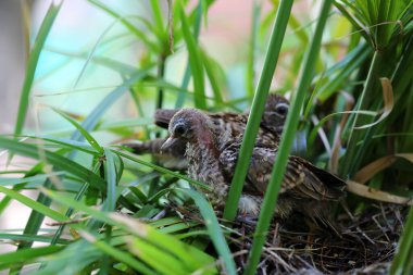 Geopelia striata, zebra yuvaya güvercin