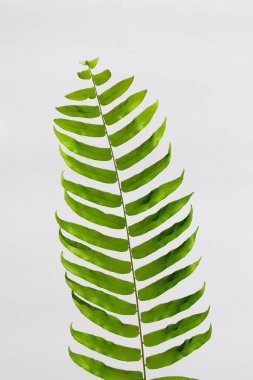 beyaz arkaplanda eğreltiotu yaprağı