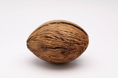 Cerbera odollam, pong tohumu.