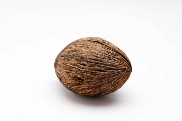 Cerbera Odollam Pong Pong Seed — Foto Stock