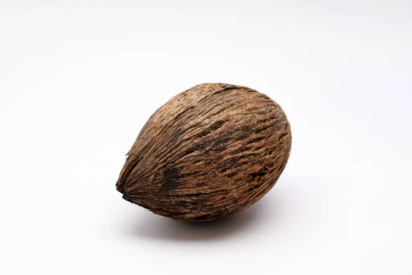 Cerbera Odollam Pong Pong Seed — Foto Stock