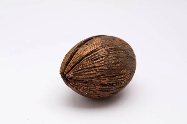 Cerbera Odollam Pong Pong Seed — Foto Stock