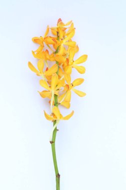 Beyaz arkaplanda Tayland sarı orkidesi