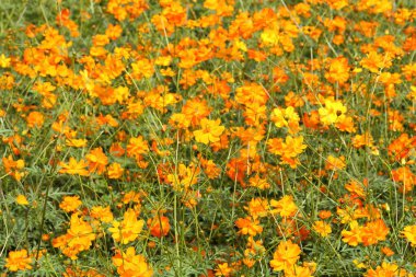 Açık hava bahçesinde güzel kadife çiçekleri