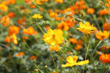 Kapalı alanda güzel kadife çiçekleri