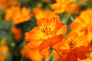 Kapalı alanda güzel kadife çiçekleri