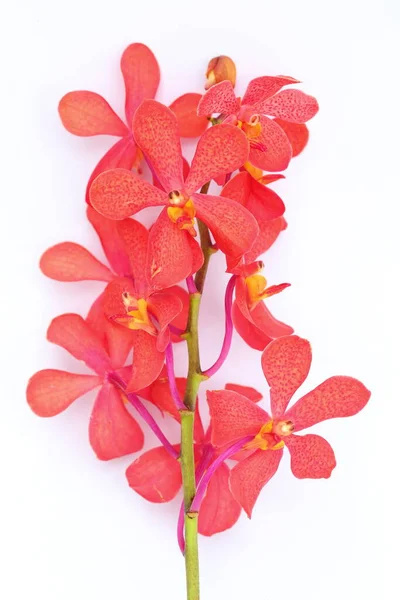 Orchidée Rouge Thaïlandaise Fond Blanc — Photo