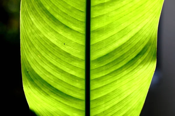 Strelitzia Fågel Paradiset Löv Närbild — Stockfoto