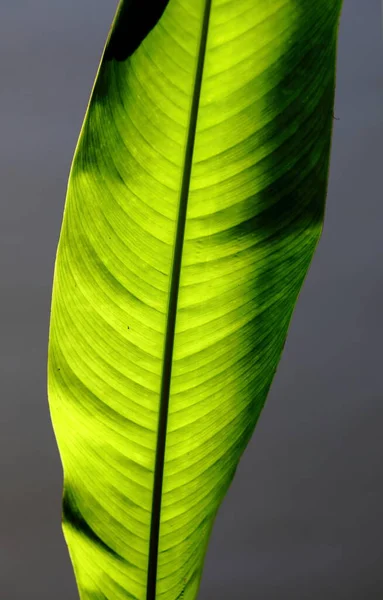 Strelitzia Fågel Paradiset Löv Närbild — Stockfoto