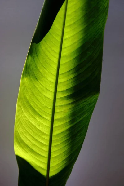 Strelitzia Fågel Paradiset Löv Närbild — Stockfoto