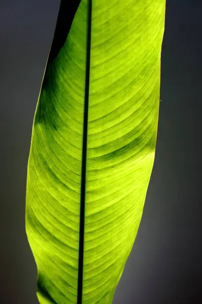 Strelitzia Pájaro Del Paraíso Hoja Primer Plano — Foto de Stock