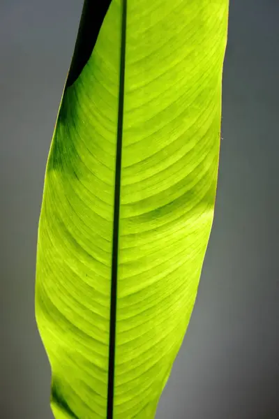 Strelitzia Fågel Paradiset Löv Närbild — Stockfoto