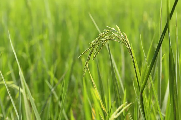 Nahaufnahme Reispflanze Die Gerade Als Samen Entstanden Ist — Stockfoto