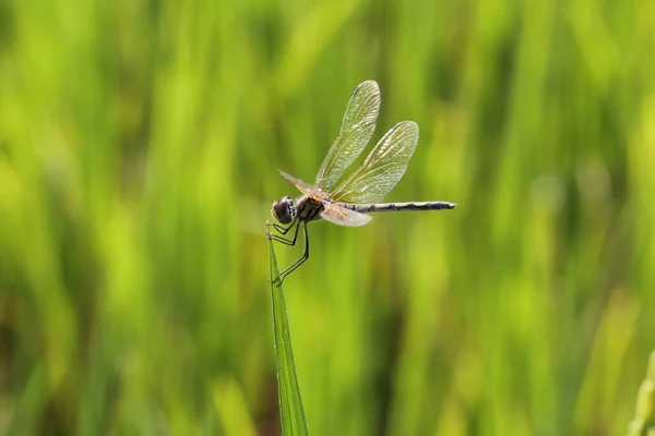 Großaufnahme Libelle Thront Auf Der Spitze Eines Jungen Blattes — Stockfoto