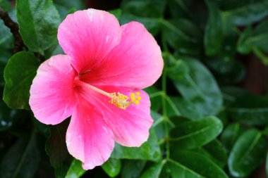 Hibiscus, bahçede pembe çiçek, büyük bir yakın çekim.