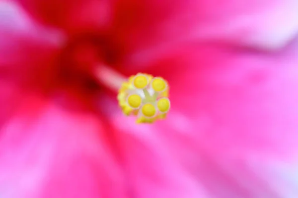 ハイビスカスの花粉 ピンクの花 大きなクローズアップ — ストック写真