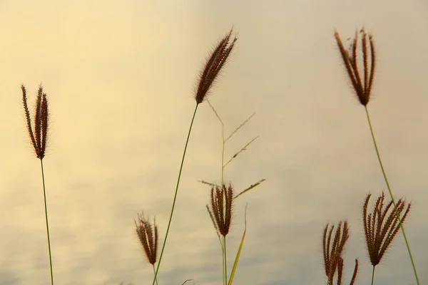 Травяные Цветы Закате — стоковое фото