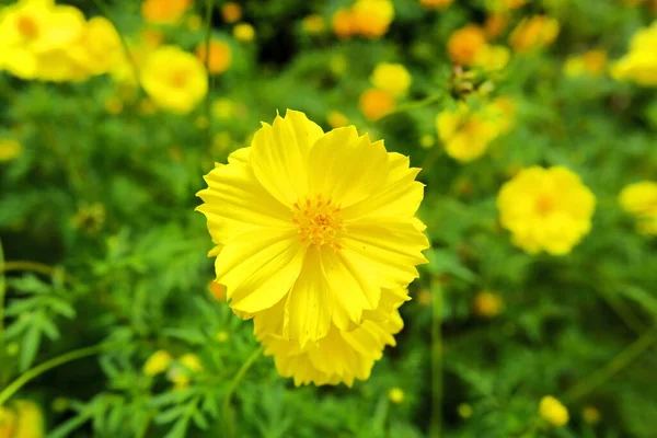 閉園日庭園に黄色のコスモス — ストック写真