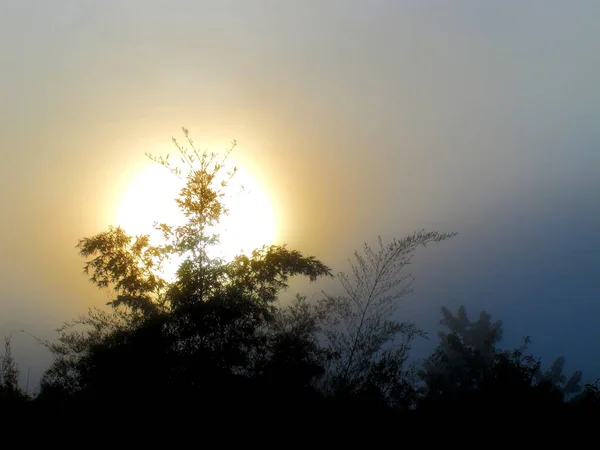 Soleil Brille Travers Brouillard Épais Arbre Matin — Photo