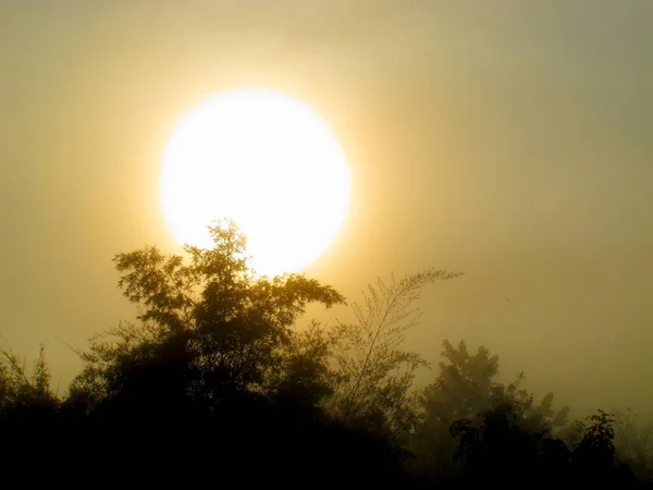 Sun Shines Thick Fog Tree Morning — Stock Photo, Image