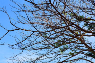 Karıncanın gözü ağaçtaki kuru dalları görür.