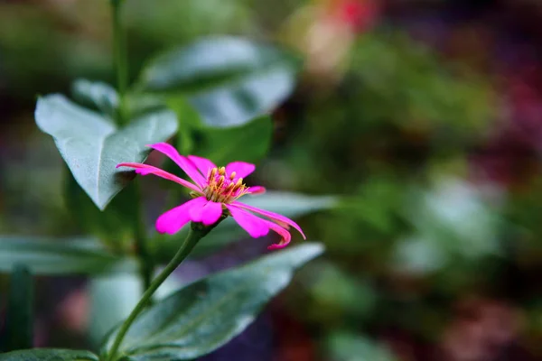 Closeup Pink Peru Zinnia Flower Garden — 图库照片