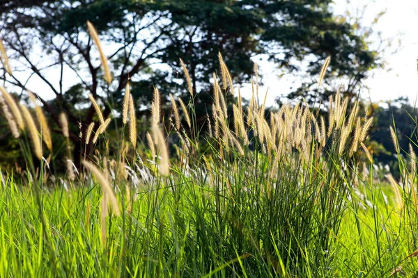 Закрыть Цветок Grass Поле — стоковое фото