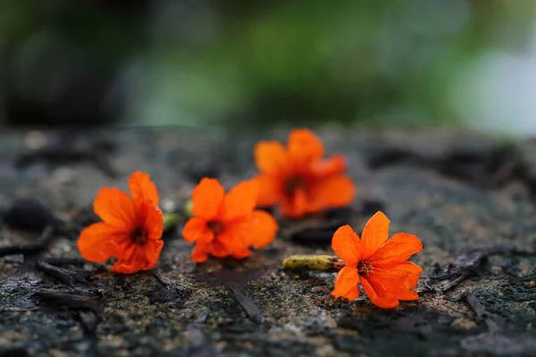 Cordia Sebestena Apelsin Blomma Närbild — Stockfoto