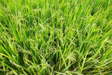 pirinç bitkisi, pirinç tarlası, taze yeşil pirinç