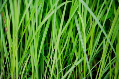 yeşil çimen arkaplan dokusu