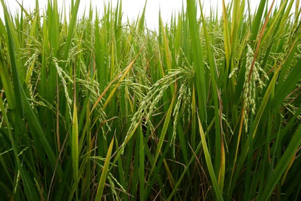 Рис Рисовое Поле Свежий Зеленый Рис — стоковое фото