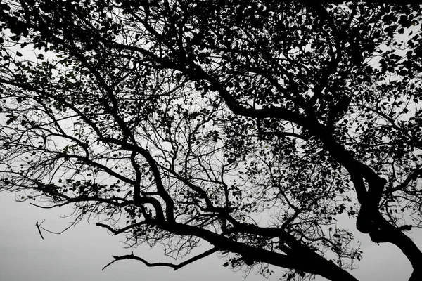 木の上のアリの目のビュー アリの目のビュー シルエット — ストック写真