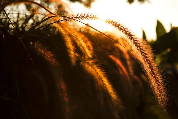 Super Close Grass Flower Sunset Basic — стоковое фото