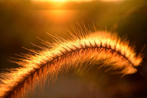 Σούπερ Κοντά Grass Λουλούδι Στο Φόντο Ηλιοβασιλέματος — Φωτογραφία Αρχείου