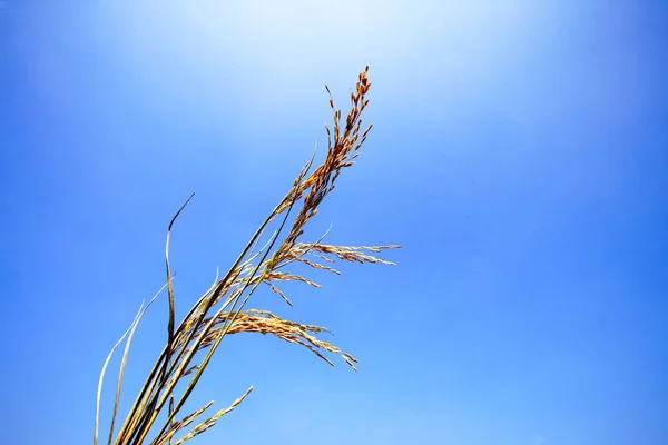 Рисовый Завод Голубое Небо — стоковое фото