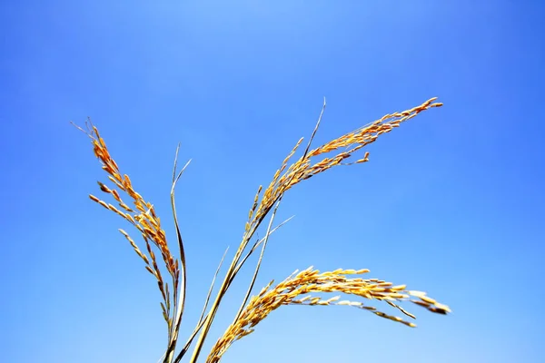 Рисовый Завод Голубое Небо — стоковое фото