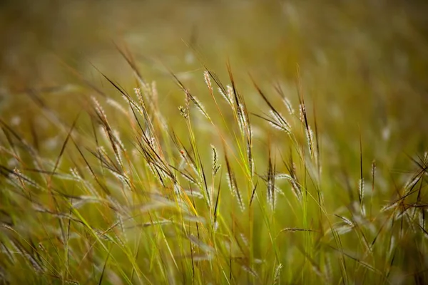 Nahaufnahme Grasblumen Auf Dem Feld — Stockfoto
