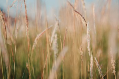 Doğa çiçekleri yaprakları çiçek açar.