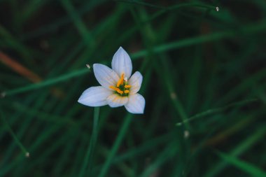 Beyaz çiçek açan doğa arkaplanı
