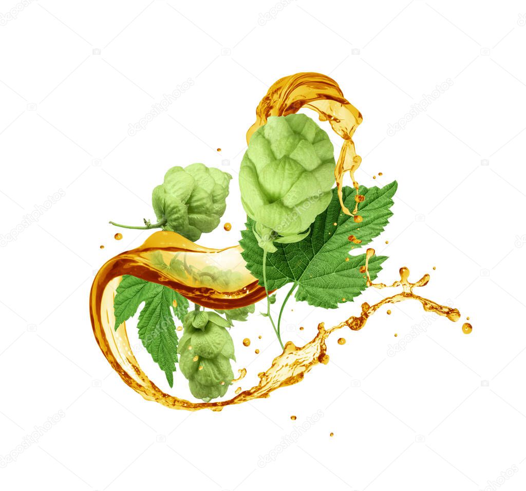 Fresh hop cones with splashes of beer isolated on white background