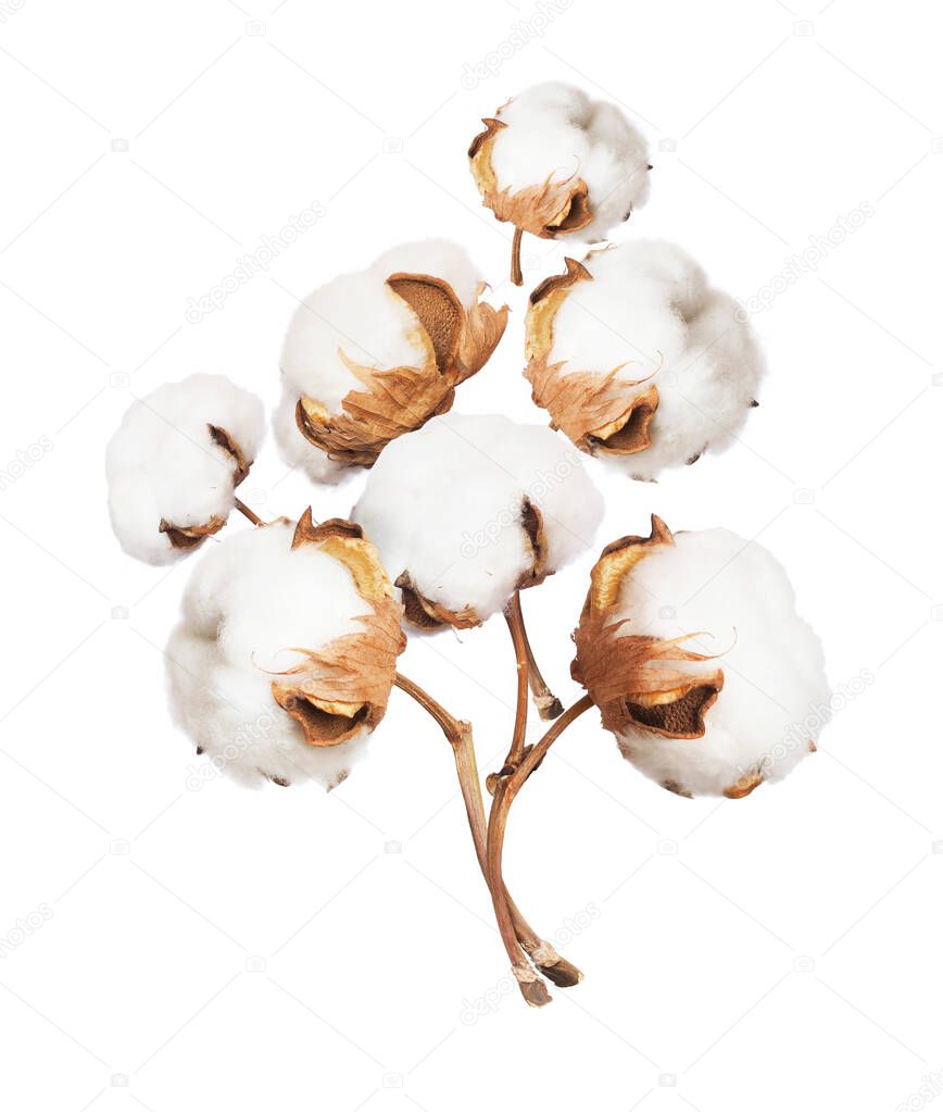 Bouquet of cotton plant flowers close-up isolated on white background 