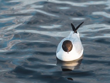 Bahar zamanı gölde martı var.